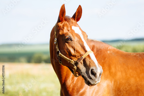 Portrait of a horse in the meadow.