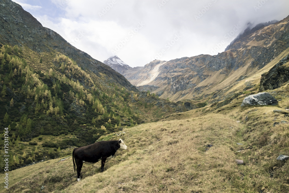 La mucca pascola libera sui pascoli alpini in valle d'Aosta