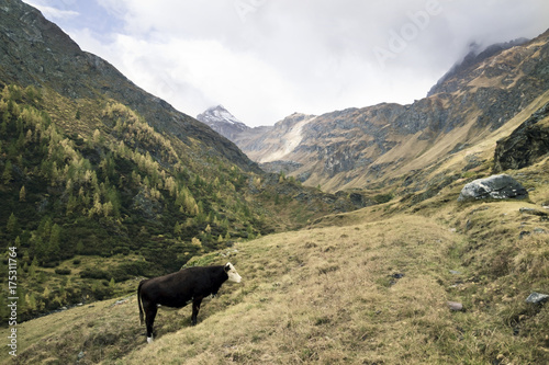 La mucca pascola libera sui pascoli alpini in valle d'Aosta photo