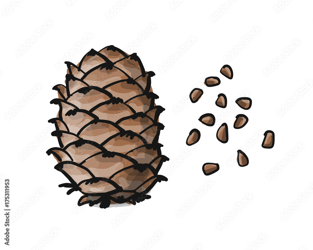 Cedar cone, sketch for your design Cedar cone, sketch for your design