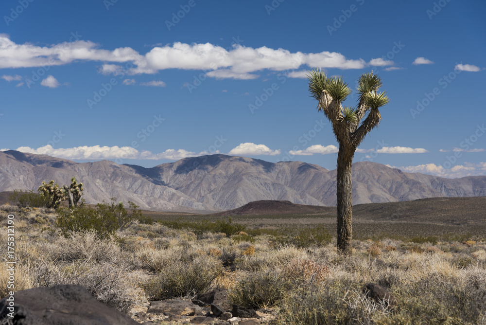 Fototapeta premium Desert Joshua Trees