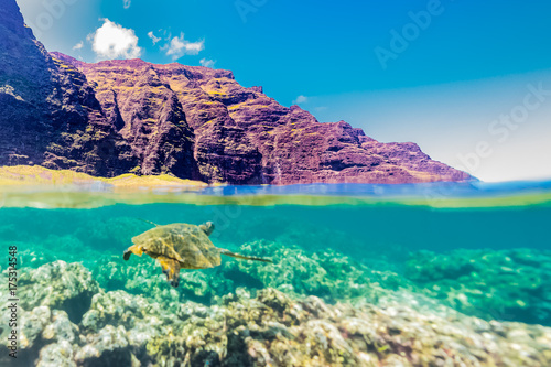 Turtle under the Cliffs