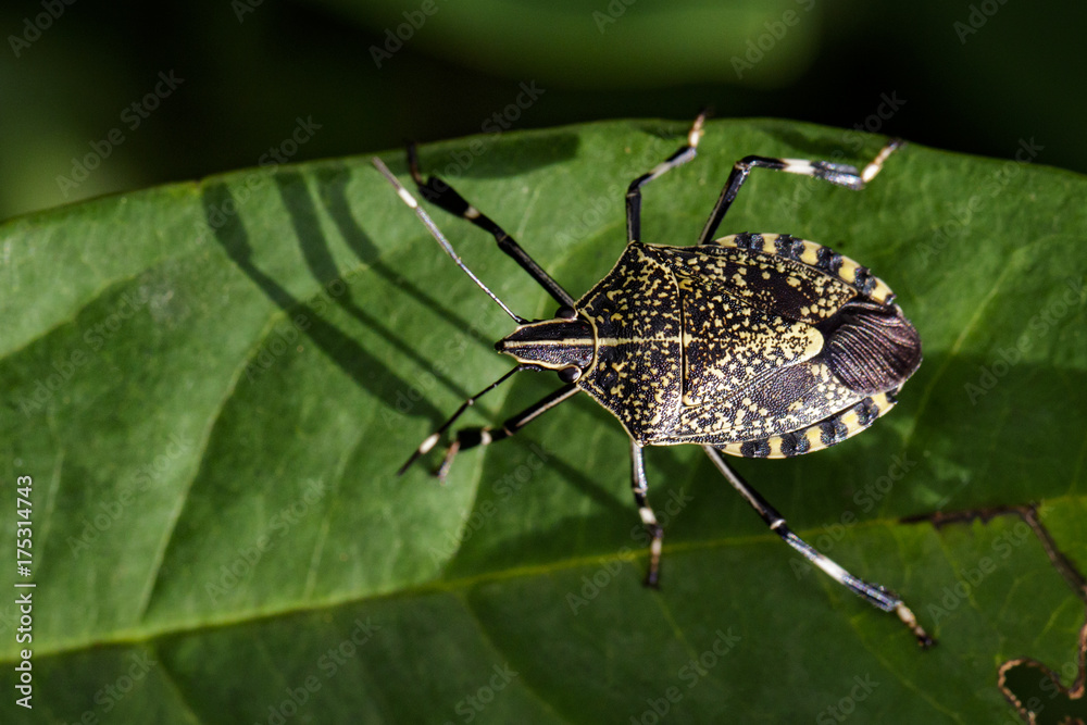 Image of stink bug (Eocanthecona furcellata) on green leaves. Insect Animal Image of stink bug (Eocanthecona furcellata) on green leaves. Insect Animal