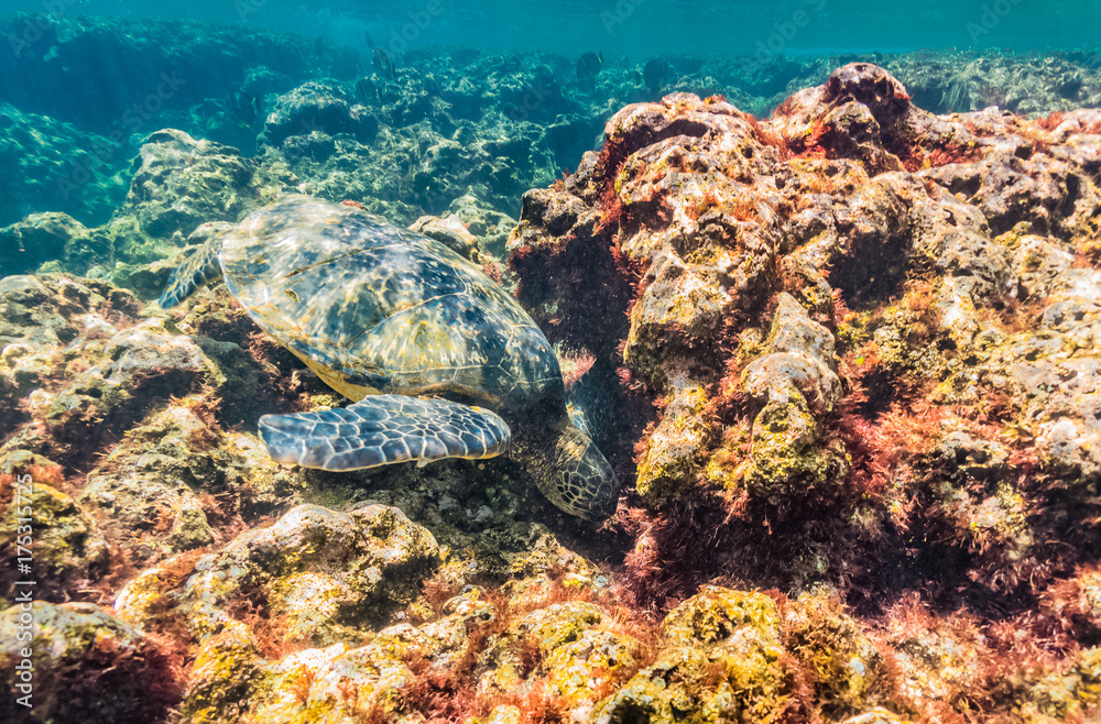 Fototapeta premium Turtle Feeding