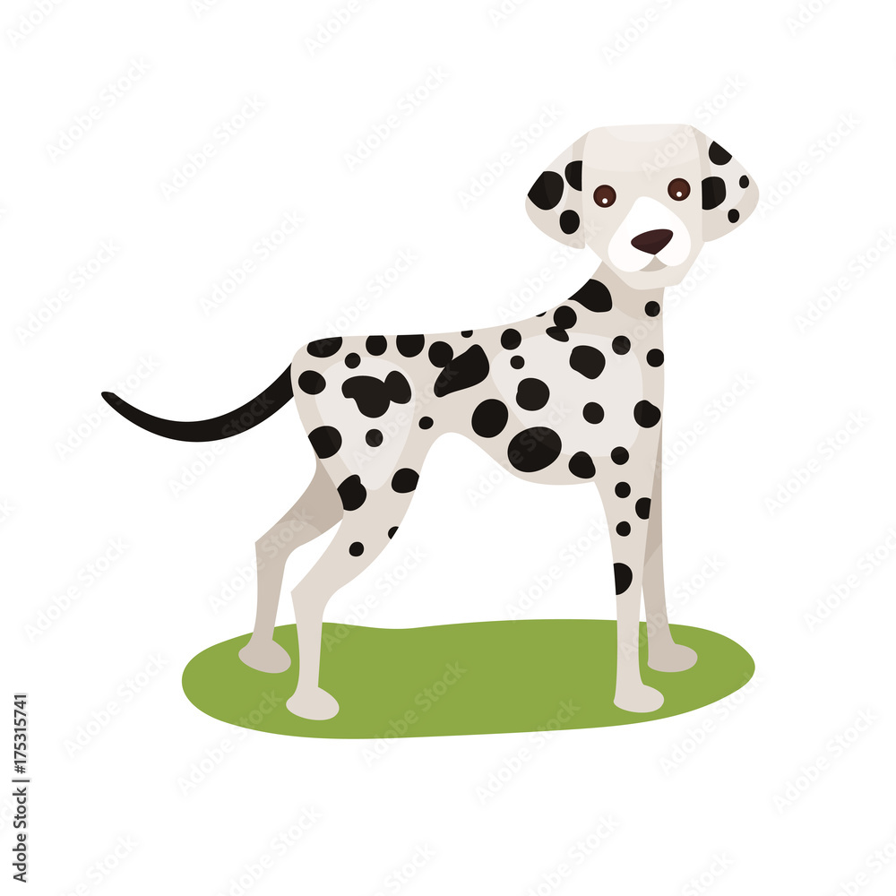 Dalmatian dog, purebred pet animal standing on green grass colorful vector Illustration