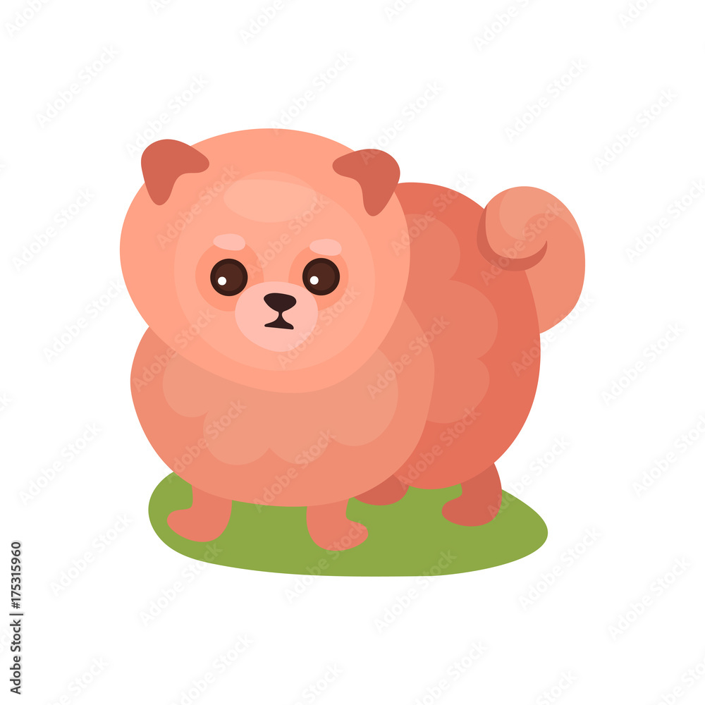 Pomeranian spitz dog, purebred pet animal standing on green grass colorful vector Illustration