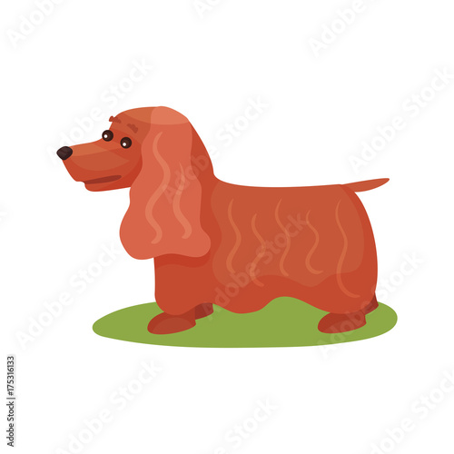 English cocker spaniel dog  purebred pet animal standing on green grass colorful vector Illustration