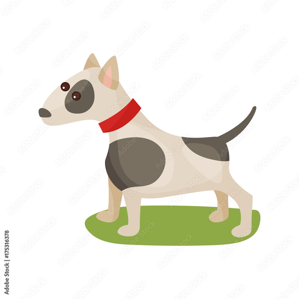 Pitbull dog, purebred pet animal standing on green grass colorful vector Illustration Pitbull dog, purebred pet animal standing on green grass colorful vector Illustration
