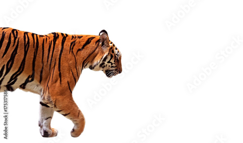 Bilde på lerret Closeup Bengal Tiger Walk on White Background, Clipping Path