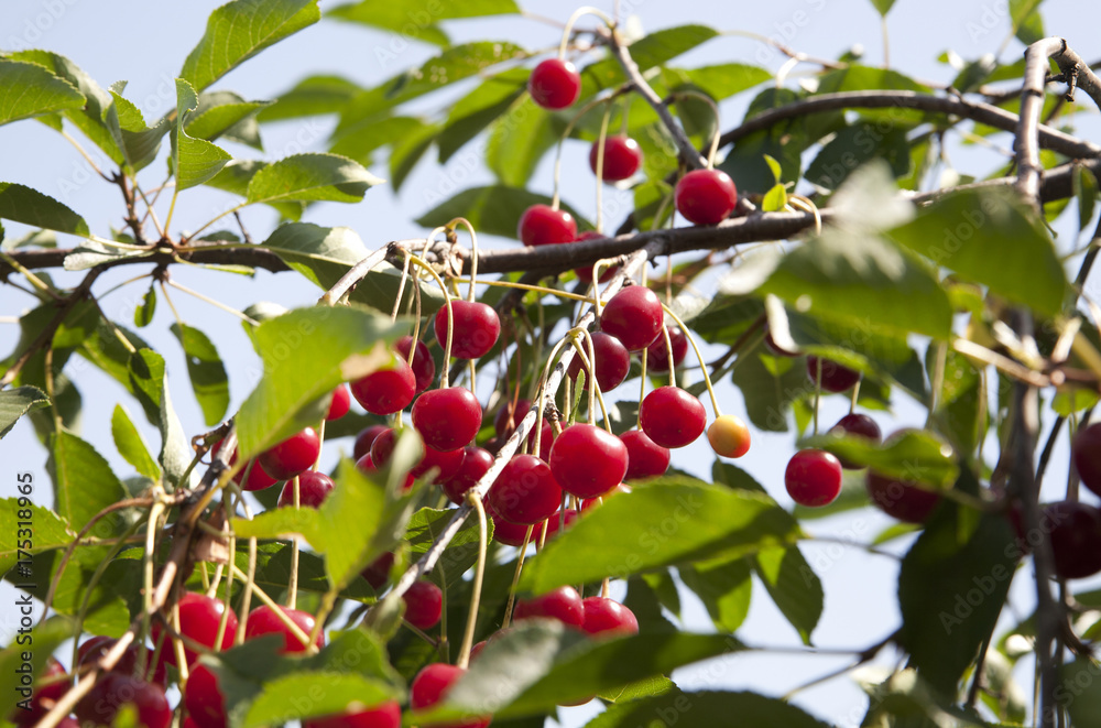Cherry tree with juicy and ripe fruits