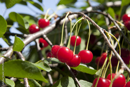 Cherry tree with juicy and ripe fruits