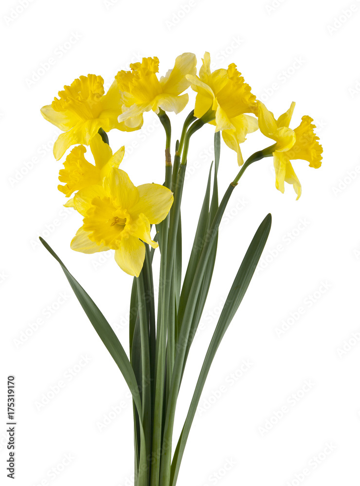 Yellow daffodil flowers isolated on white background Yellow daffodil flowers isolated on white background