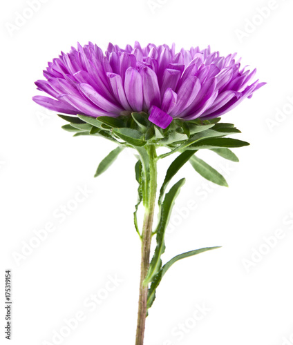 Aster isolated on white background closeup