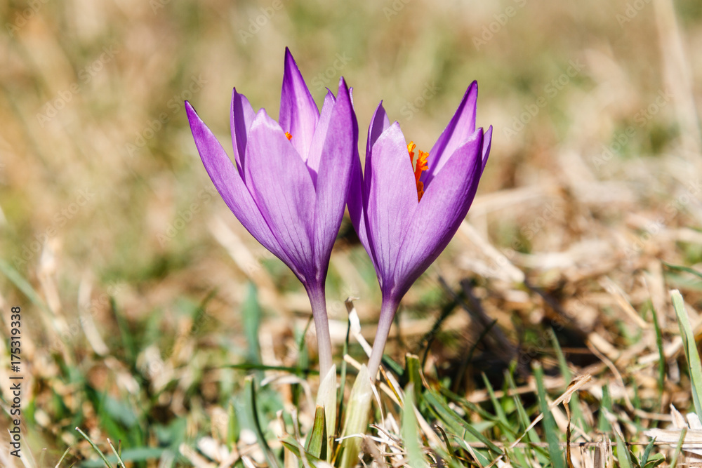 Crocus nudiflorus. Flores de Azafrán Silvestre.
Crocus nudiflorus. Flores de Azafrán Silvestre.