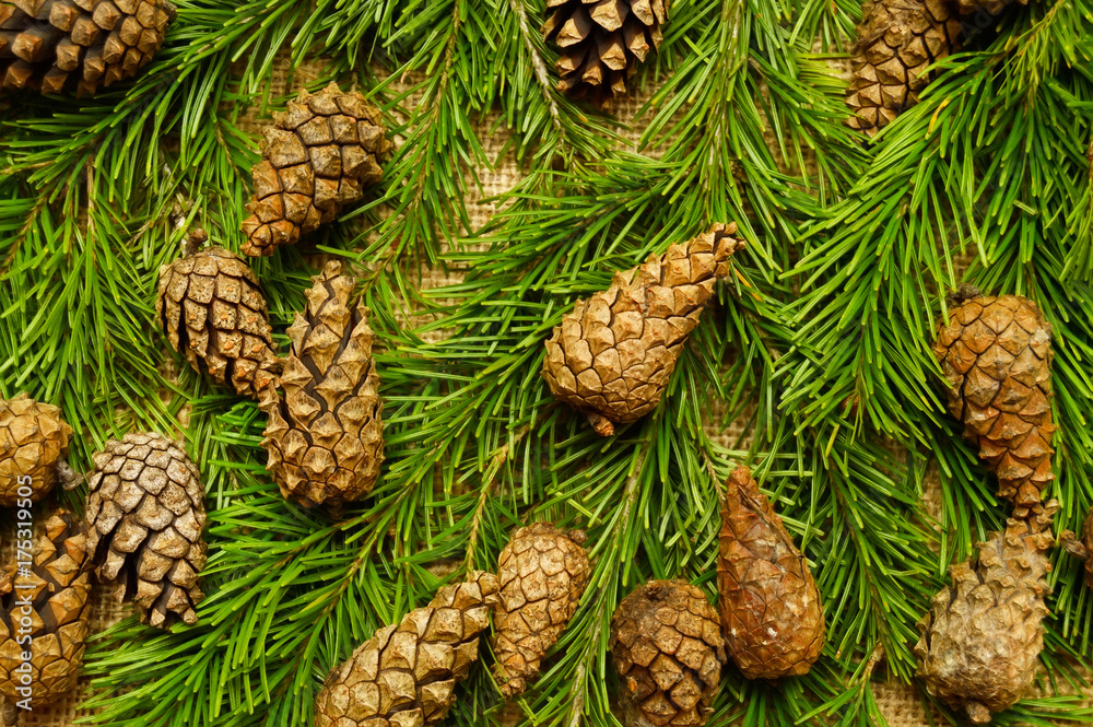 Obraz premium Christmas background of pine cones 2