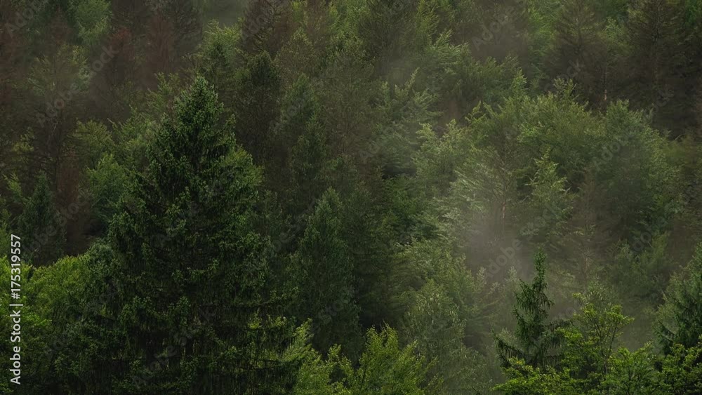 Moody evergreen tree forest vapor and fog in the morning Moody evergreen tree forest vapor and fog in the morning