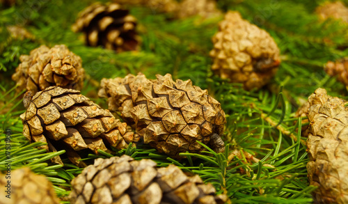 christmas background of pine cones macro