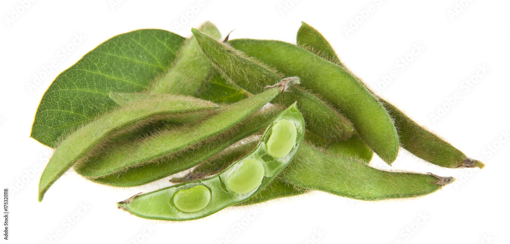 soybean isolated on white background close-up soybean isolated on white background close-up