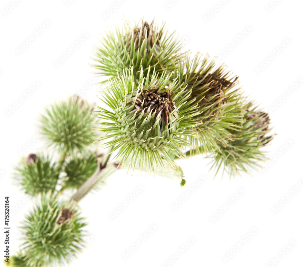 Milk thistle isolated on white background closeup