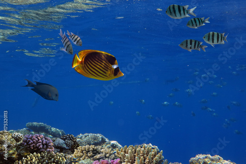 Beautiful underwater world with corals and tropical fish