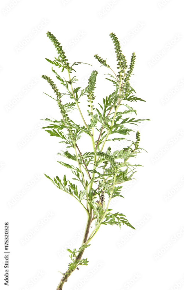 ragweed isolated on white background closeup - obrazy, fototapety, plakaty 