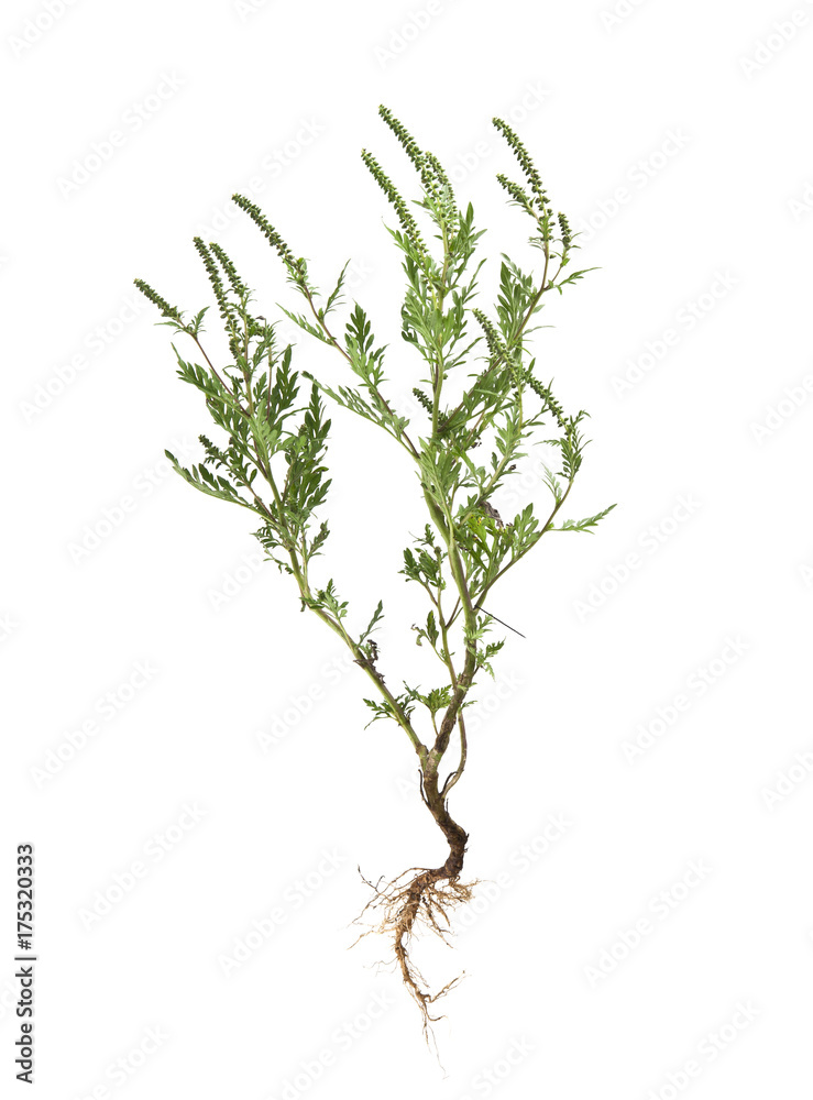 Fototapeta premium ragweed isolated on white background closeup