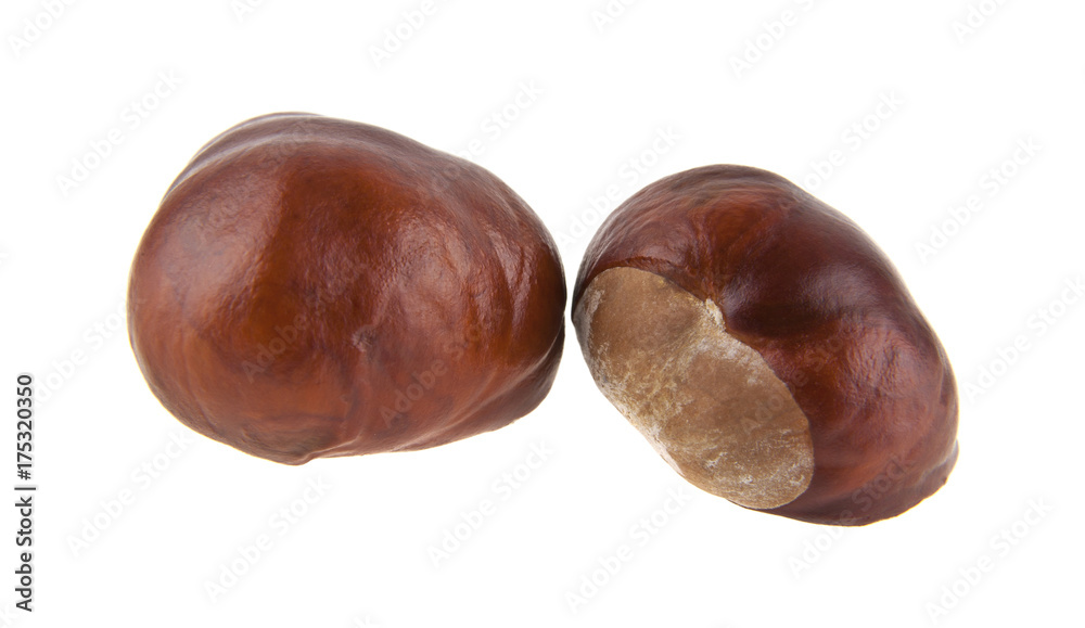 chestnut isolated on white background closeup chestnut isolated on white background closeup