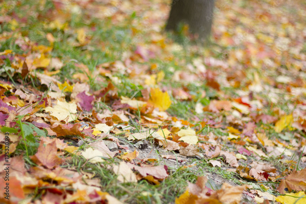 autumn maple leaves on the ground autumn maple leaves on the ground
