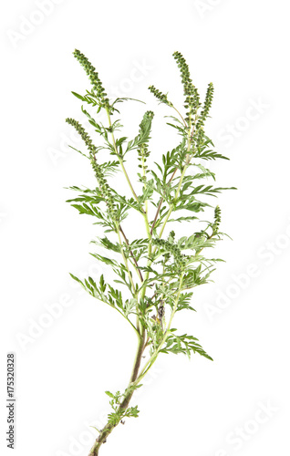 ragweed isolated on white background closeup