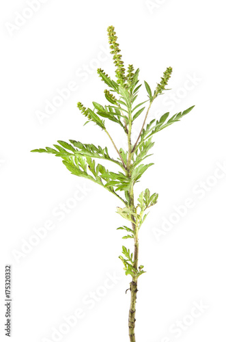 ragweed isolated on white background closeup