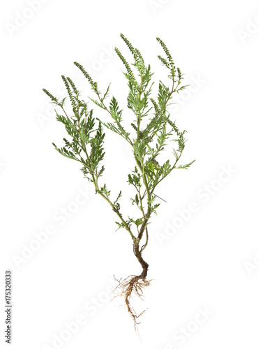 ragweed isolated on white background closeup