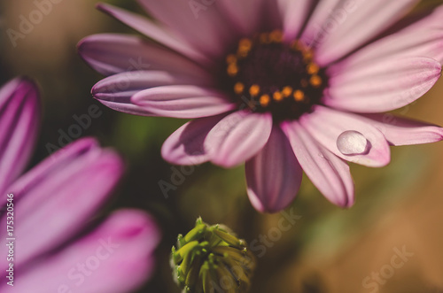 Wallpaper Mural Close up shot of water drop on pink daisy petal in the garden with natural light Torontodigital.ca