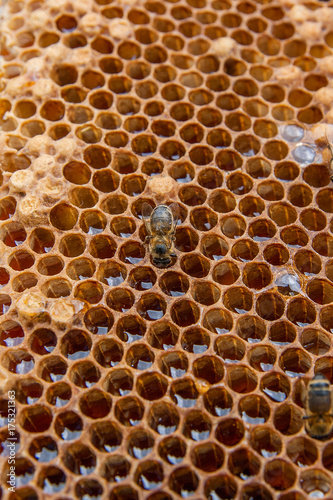 Close up view of the working bee on the honeycomb with sweet honey..