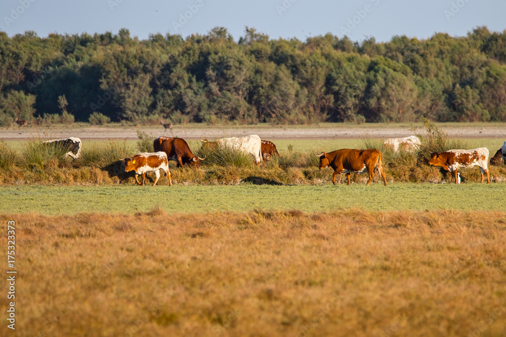 Cows and Deers during mating season in Cows and Deers during mating season in