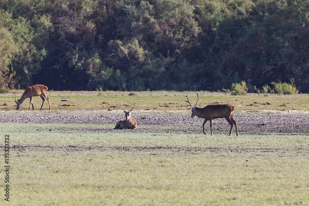 Fototapeta premium Deers during mating season in 