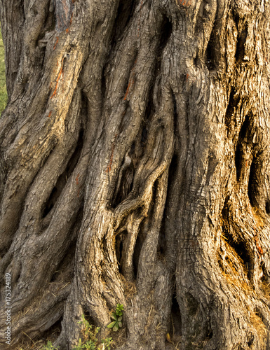 texture of old olive tree_3