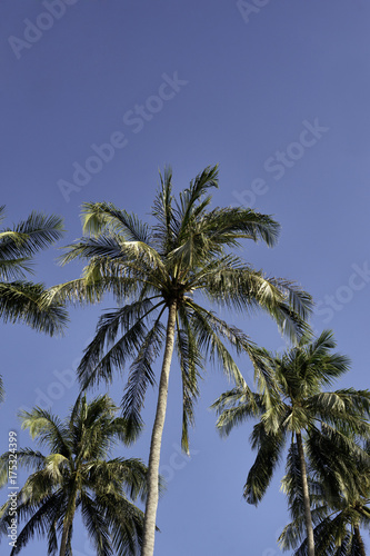 Coconu Palm © Kevin