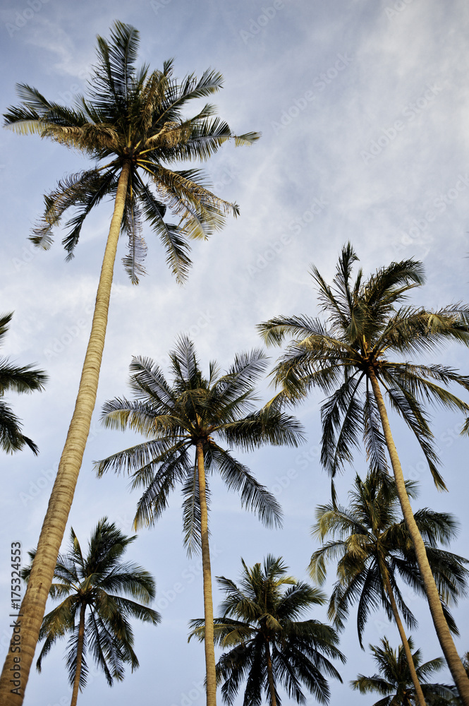 Coconut Palm Trees