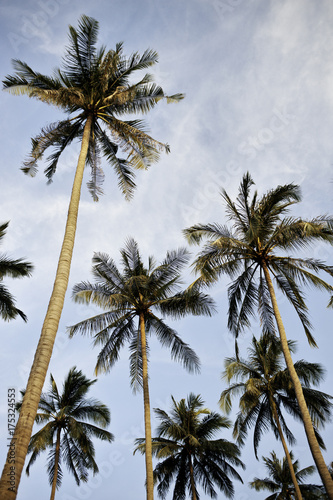 Coconut Palm Trees © Kevin