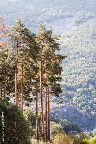 Pinos silvestres. Pinus sylvestris. Sierra de la Cabrera, León, España.
 photo