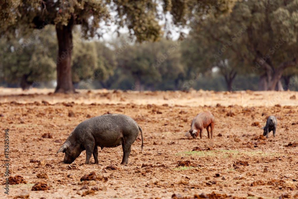 Iberian pig grazing among the oaks Iberian pig grazing among the oaks