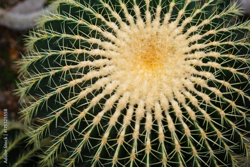 Selective focus close up top view shot on golden barrel cactus echinocactus grusonii cluster Selective focus close up top view shot on golden barrel cactus echinocactus grusonii cluster
