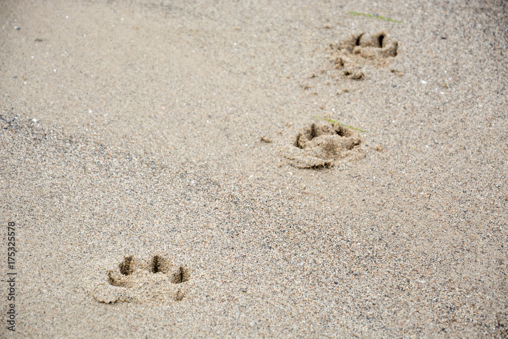Footprints of dog's paw in the sand Footprints of dog's paw in the sand