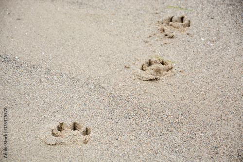 Footprints of dog's paw in the sand