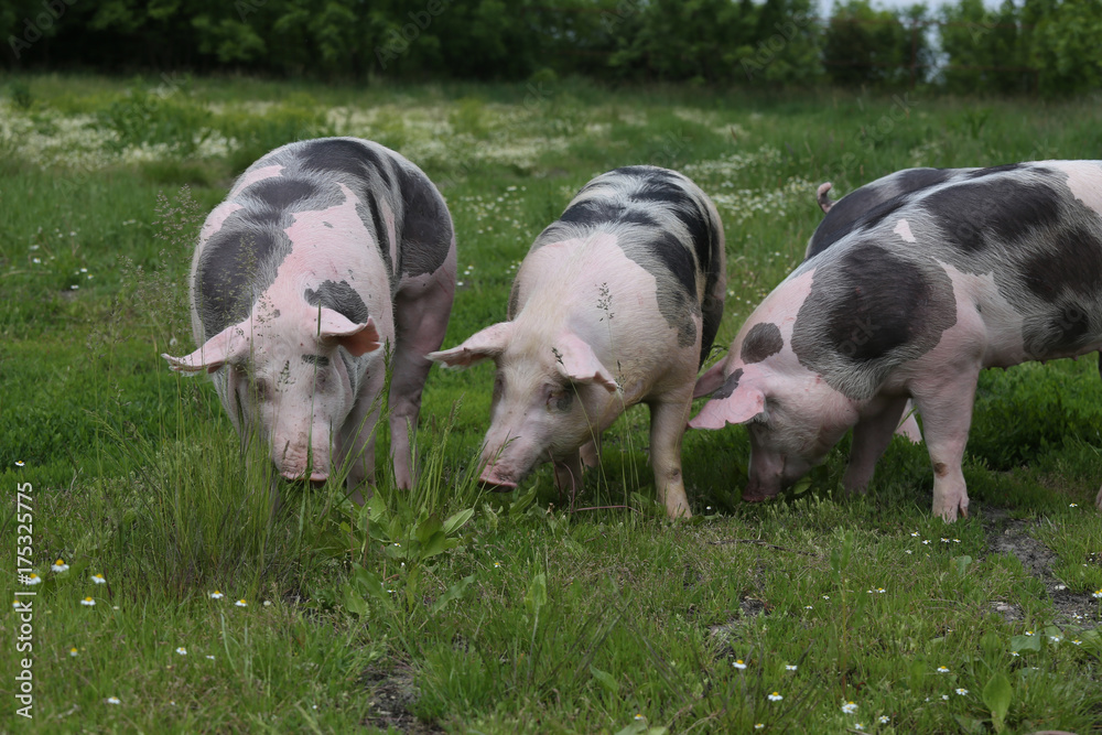 Young pietrian breed pig on natural environment Young pietrian breed pig on natural environment