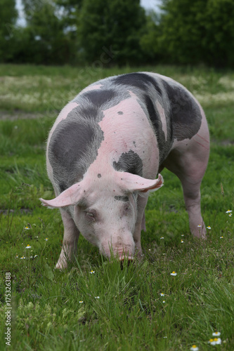 Domestic pietrain pig graze on summer meadow