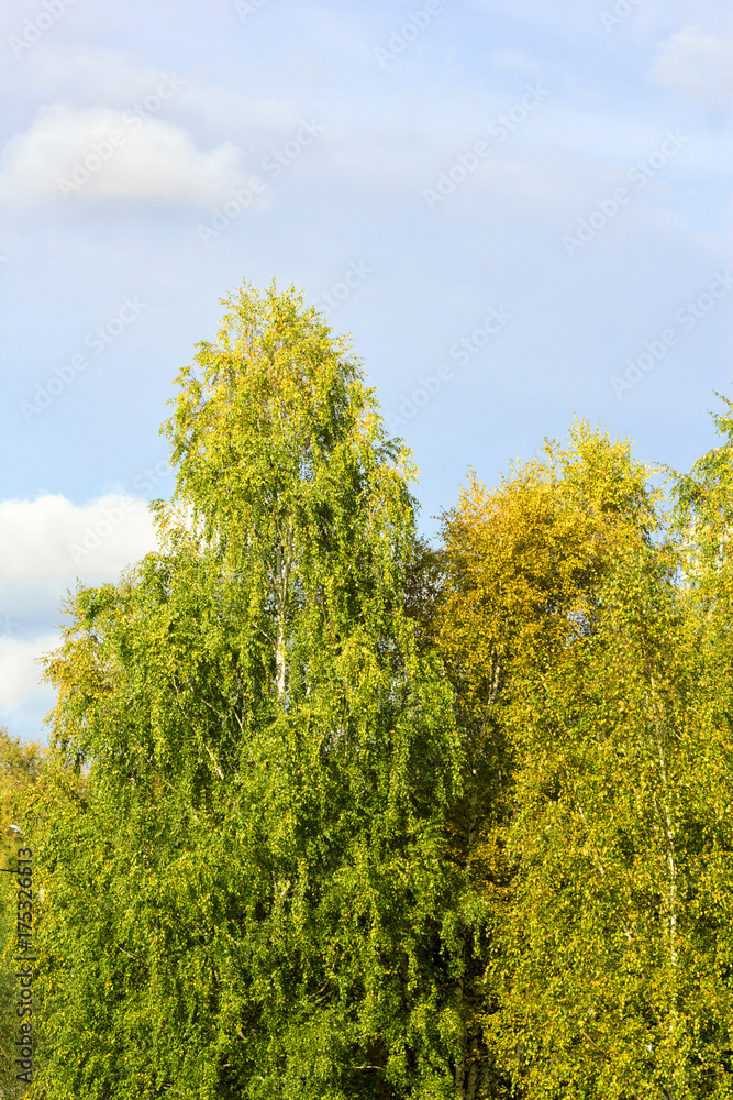 View of a bitch tree with yellow leaves in autumn against clear blue sky on a sunny day. View of a bitch tree with yellow leaves in autumn against clear blue sky on a sunny day.