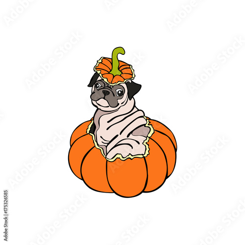 Dog. Puppy Pug. Halloween pumpkin. Isolated vector object on white background.