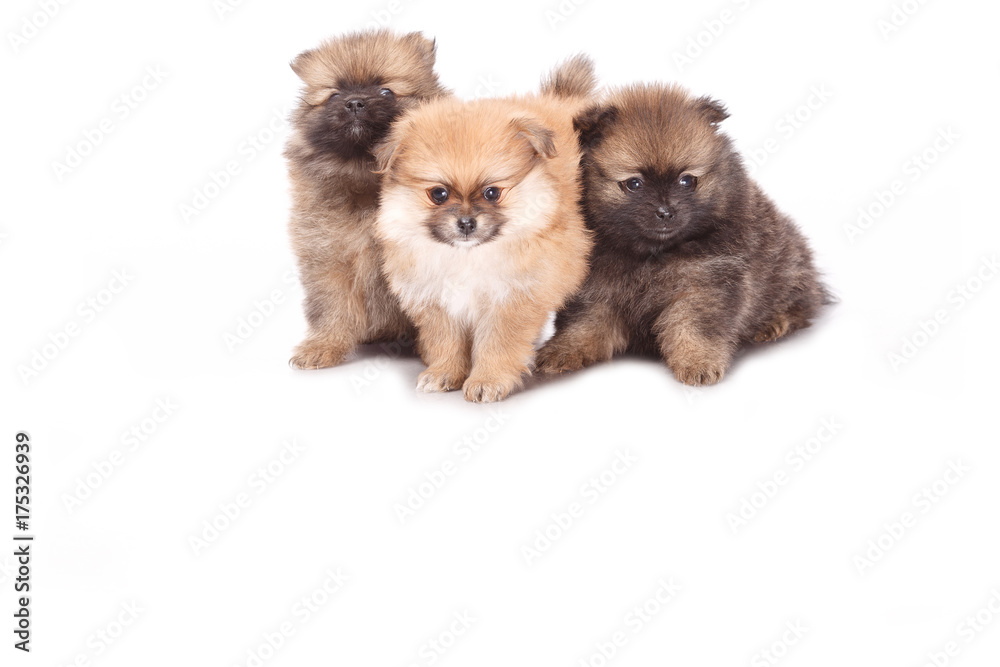 Spitz puppies. Pomeranian puppy dog on white background. Spitz dog on white background. Very small breed dog puppies. Two puppies on a white background.