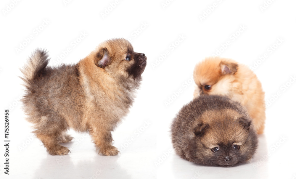 Obraz premium Spitz puppies. Pomeranian puppy dog on white background. Spitz dog on white background. Very small breed dog puppies. Two puppies on a white background.